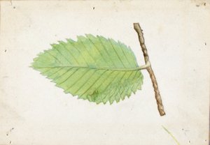 Gezackter Blattrand-Raupe, Studie für das Buch Tarnfärbung im Tierreich
