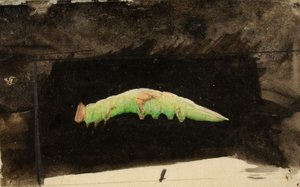 Größere gefleckte Strandblatt-Raupe..., spätes 19. - frühes 20. Jahrhundert
