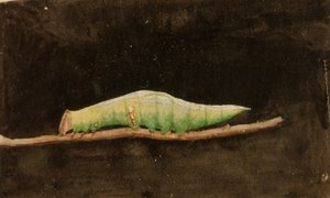 Größere gefleckte Strandblatt-Raupe..., spätes 19. - frühes 20. Jahrhundert
