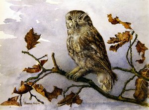 Eine Eule von Emma Cooper