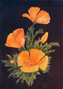 Kalifornischer Mohn von Emma Graham Clock