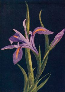 Boden-Iris, um 1915 von Emma Graham Clock