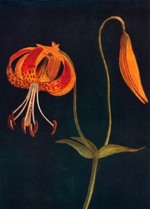 Leopardenlilie, um 1915