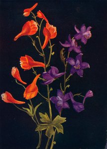 Scharlachroter und blauer Rittersporn, ca. 1915 von Emma Graham Clock