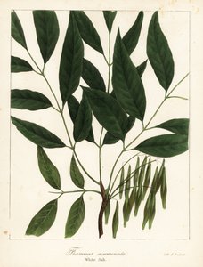 Amerikanische Esche, Fraxinus americana
