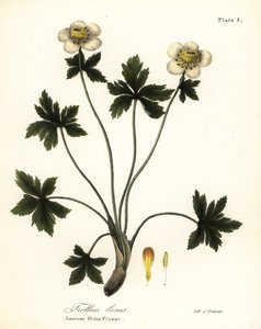Amerikanische Kugelblume, Trollius laxus von Endicott Endicott