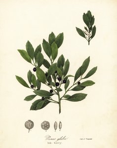 Appalachian Tee, Färbeblätter, immergrüne Winterbeere, Gallbeere und Tintenbeere, Ilex glabra