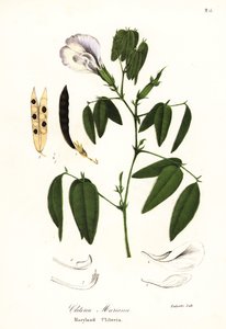 Schmetterlingserbse, Atlantische Taubenflügel oder Maryland Clitoria, Clitoria mariana