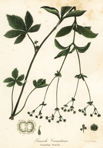 Kanadische Schwarzwurzel oder Kanadische Sanikel, Sanicula canadensis von Endicott Endicott