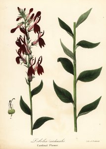 Kardinalsblume, Lobelia cardinalis von Endicott Endicott