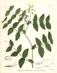 Cremeerbse oder cremefarbene Platterbse, Lathyrus ochroleucus von Endicott Endicott