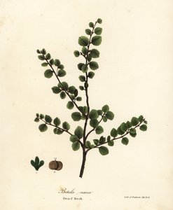 Zwergbirke, Betula nana