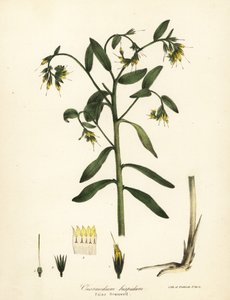 Falscher Steinsame, Onosmodium hispidum