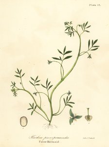 Falsche Meerjungfrau, Floerkea proserpinacoides von Endicott Endicott