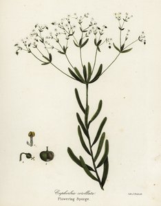 Blühende Wolfsmilch, Euphorbia corollata von Endicott Endicott