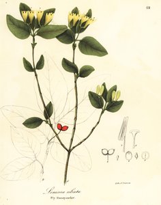 Fliegen-Geißblatt, Lonicera ciliata
