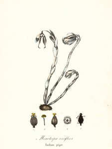 Geisterpflanze, Geisterrohr, Indianerpfeife oder Leichenpflanze, Monotropa uniflora