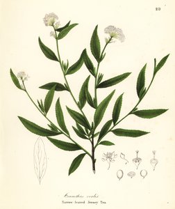 Jersey-Tee, Ceanothus herbaceus (Schmalblättriger Jersey-Tee, Ceanothus ovalis) von Endicott Endicott