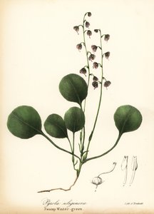 Rosa Wintergrün, Pyrola asarifolia