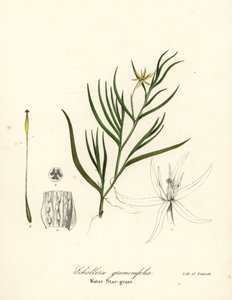 Schlamm-Plantain oder Wasserhyazinthe, Heteranthera dubia (Wasserstern-Gras, Schollera graminifolia) von Endicott Endicott