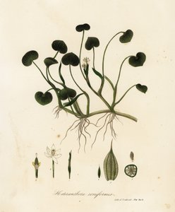 Schlamm-Plantain oder Wasserhyazinthe, Heteranthera reniformis
