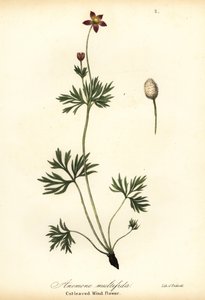 Pazifische Anemone oder Schnittblättrige Windblume, Anemone multifida von Endicott Endicott