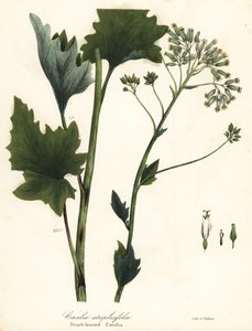 Blasser Indianer-Plantain, Arnoglossum atriplicifolium (Orachblättrige Kakalie, Cacalia atriplicifolia)