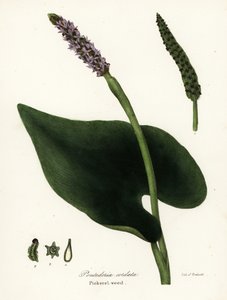 Hechtkraut, Pontederia cordata