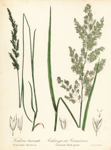 Prärie-Keilschuppe und Kanadisches Schilfrohrgras