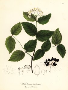 Behaarter Schneeball, Viburnum pubescens