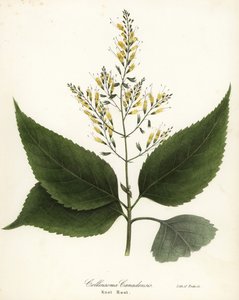 Reichkraut oder Knotwurzel, Collinsonia canadensis