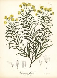 Sichelblatt-Seidengras oder Sichelblättriger Goldaster, Pityopsis falcata (Sichelblättrige Chrysopsis, Chrysopsis falcata)