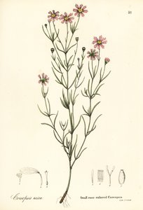 Kleine rosafarbene Coreopsis, Coreopsis rosea