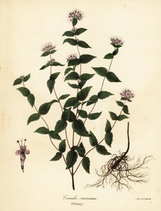 Steinminze, Frostminze, Diptam und Amerikanischer Diptam, Cunila origanoides (Cunila mariana)