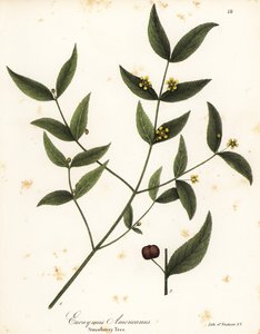 Erdbeerbaum, Euonymus americanus