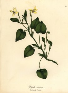 Gestreiftes Cremeveilchen, Cremeveilchen oder gestreiftes Veilchen, Viola striata