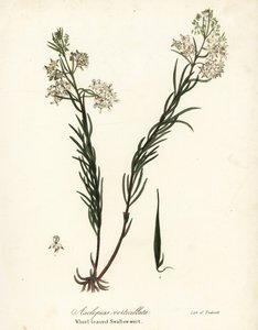 Quirl-Milchkraut, östliches Quirl-Milchkraut, Schachtelhalm-Milchkraut oder Quirlblättrige Schwalbenwurz, Asclepias verticillata von Endicott Endicott