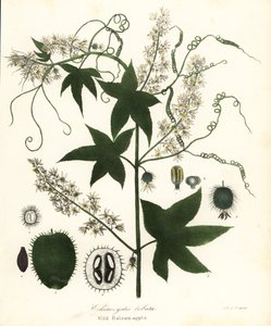 Wilde Gurke, Stachelige Gurke, Bur Gurke oder Wilde Balsamapfel, Echinocystis lobata