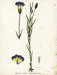 Windmühlen-Fransenenzian, Gentianopsis detonsa (Kleinfransiger Enzian, Gentiana detonsa) von Endicott Endicott