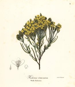 Wollige Strandheide, Strandheide, Sandheide oder Wollige Hudsonia, Hudsonia tomentosa von Endicott Endicott
