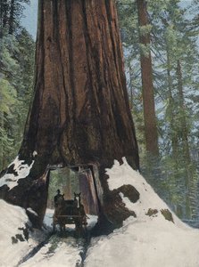 Ein Riesenbaum von English Photographer