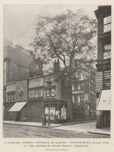 Ein literarisches Wahrzeichen Londons in Gefahr, Wordsworths Platane an der Ecke von Wood Street, Cheapside von English Photographer