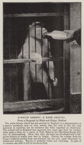 Ein weißer Pavian, eine seltene Ankunft von English Photographer