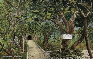 Alte Feigengärten in Tarring, Worthing, Sussex, die den ältesten Feigenbaum in England beanspruchen, gepflanzt von Thomas Becket (Foto)