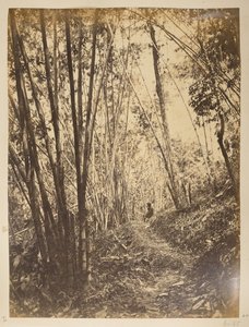 Bambuswald am Teesta. Ansichten von Darjeeling. 1870er Jahre von English Photographer
