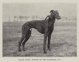 Black Fury, Gewinner des Waterloo Cups von English Photographer