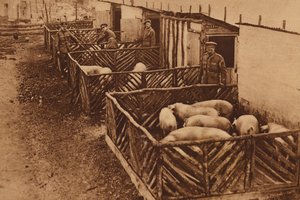 Schweinezucht der britischen Armee während des Ersten Weltkriegs