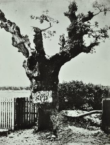 Brockley Lane: Old Oak, London, 1890
