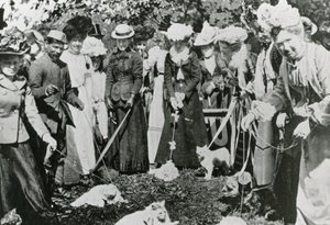 Katzenausstellung in den Royal Botanic Gardens, Westminster, im Jahr 1900 von English Photographer