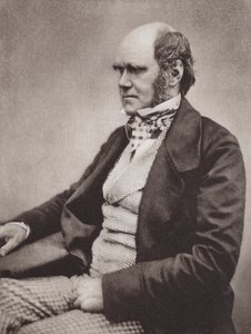 Charles Darwin, Porträt, ca. 1854, nach einem Foto von Maull & Fox von English Photographer